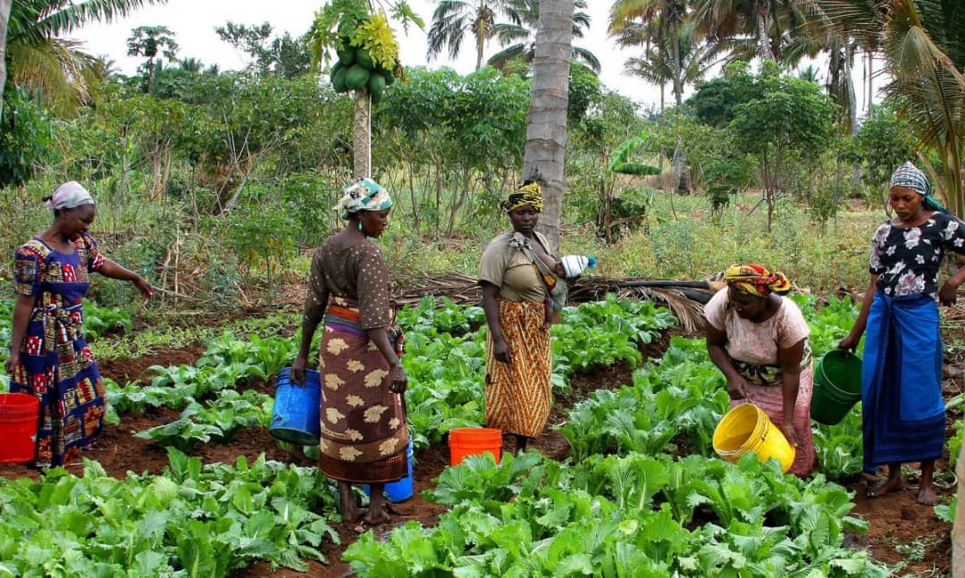 Farmer Market Linkage - Connecting farmers to buyers
